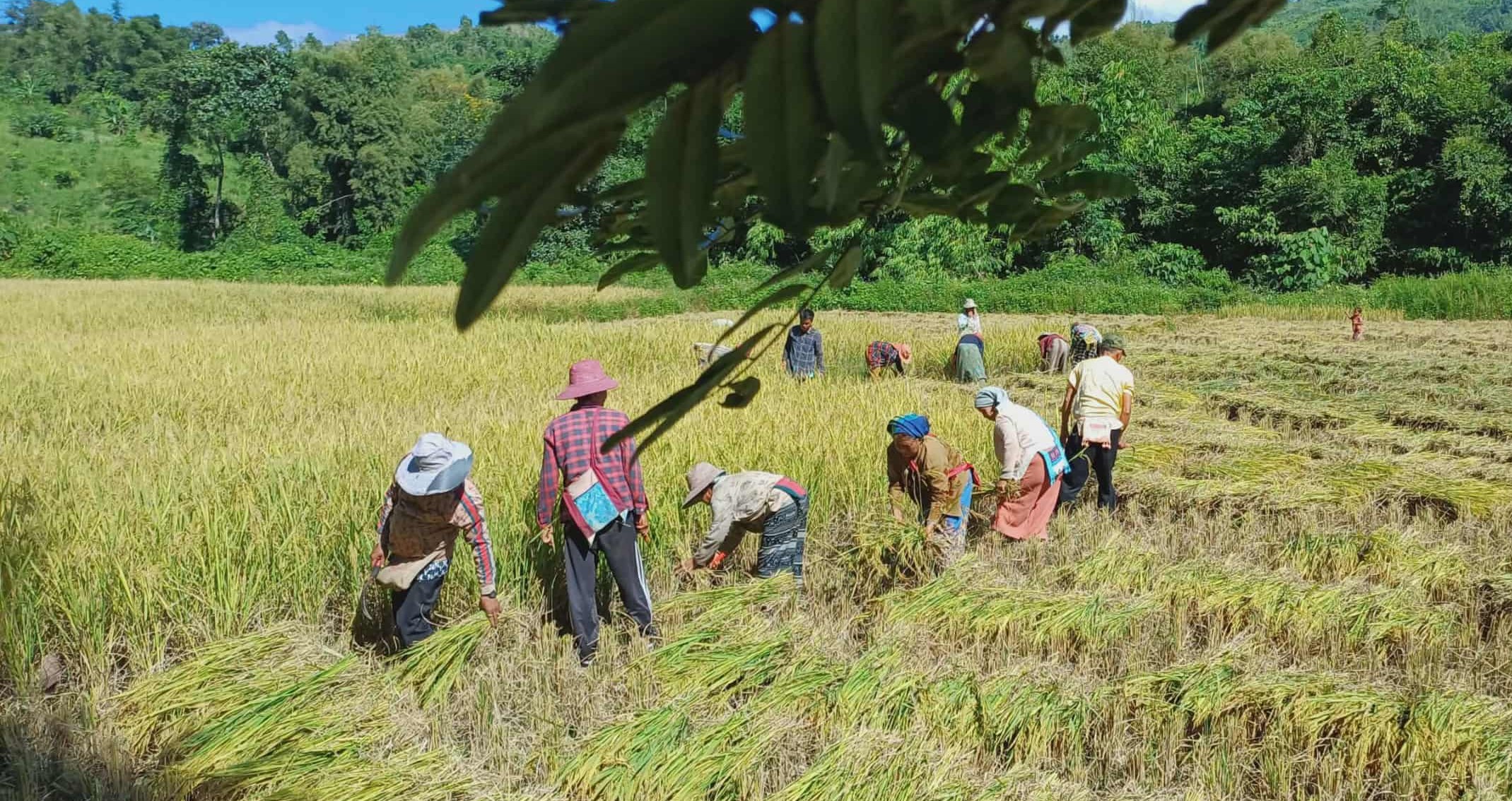 villagers harvesting rice villagers harvesting rice